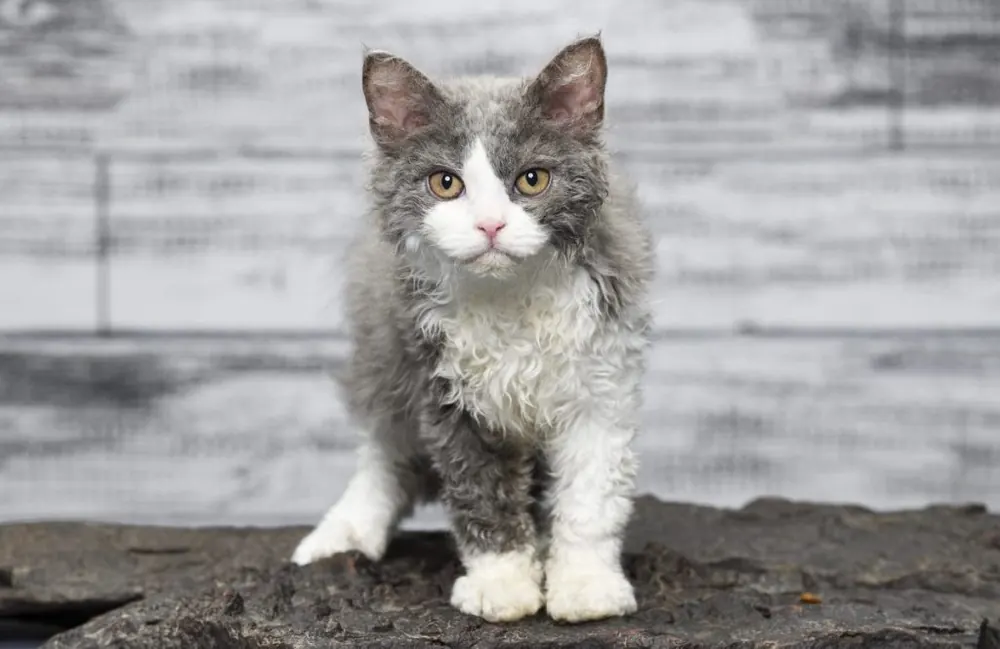 سلکرک رکس (Selkirk Rex)