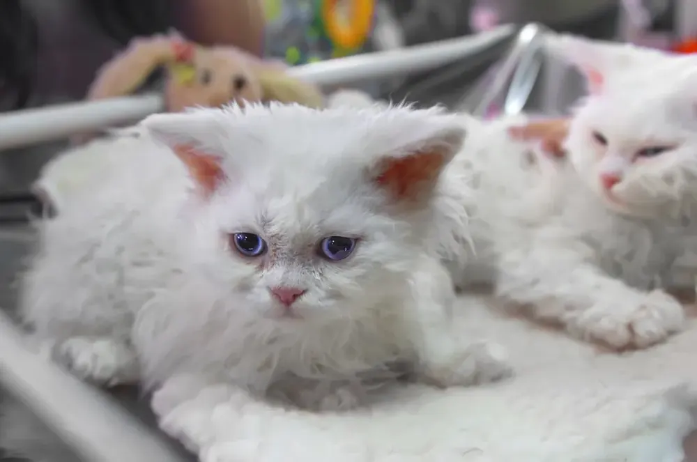 سلکرک رکس (Selkirk Rex)
