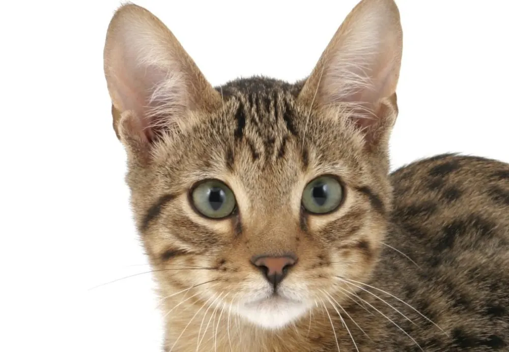 سرنگتی (Serengeti Cat)