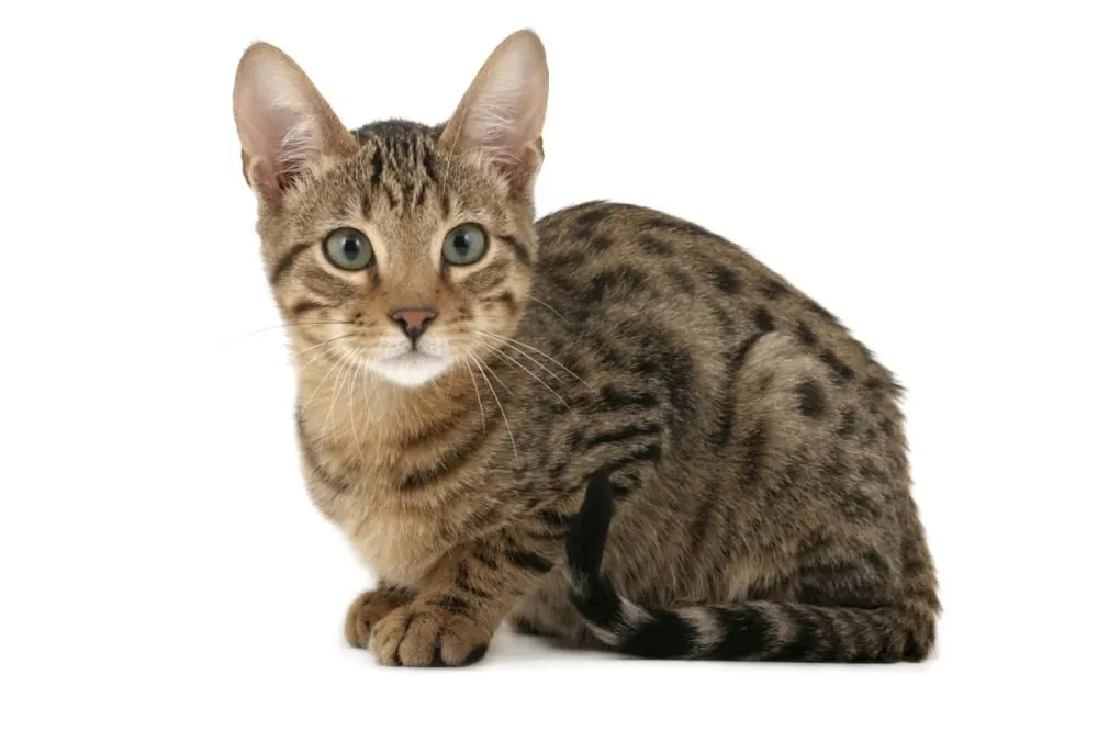 Serengeti Cat
