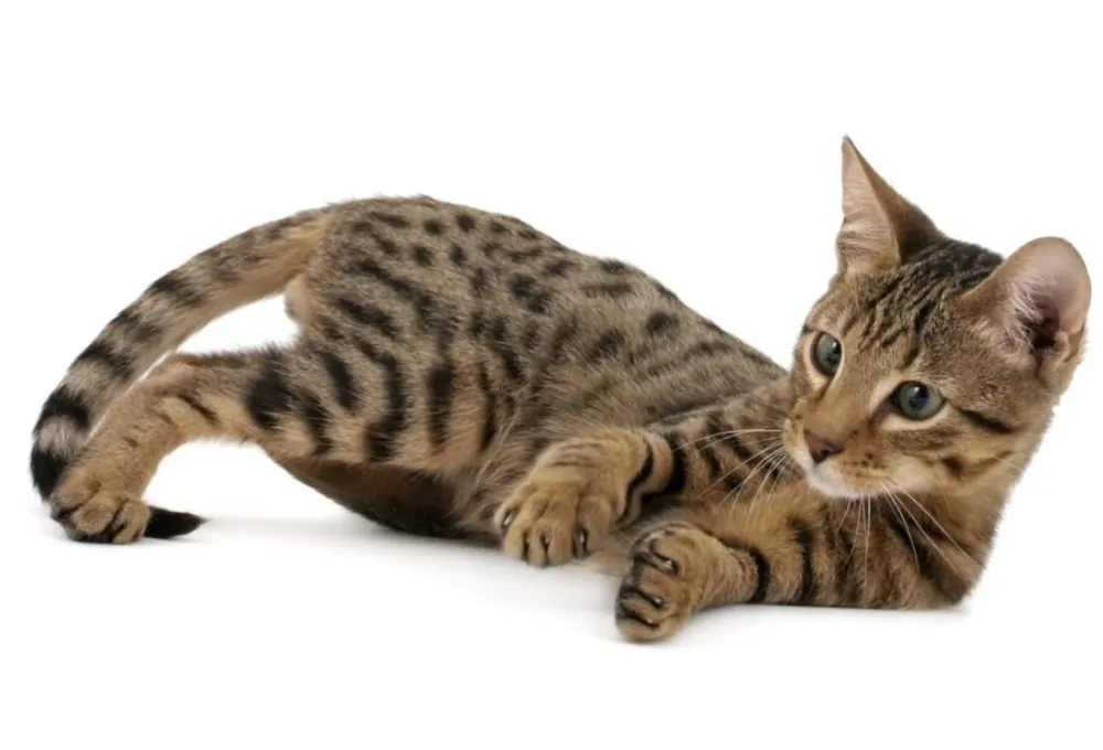 سرنگتی (Serengeti Cat)