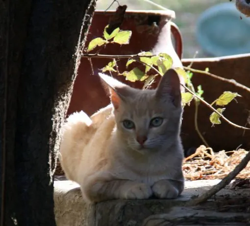تصویر سراد پتی (Serrade Petit Cat)