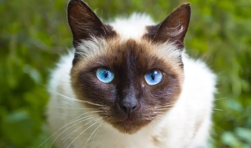 سیامی (Siamese)