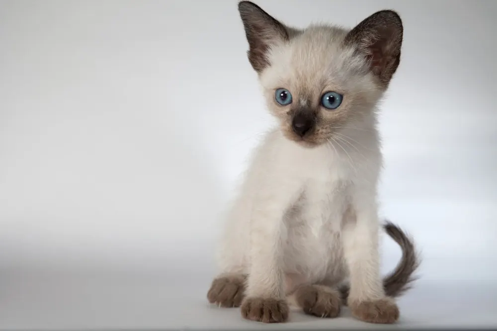 Siamese