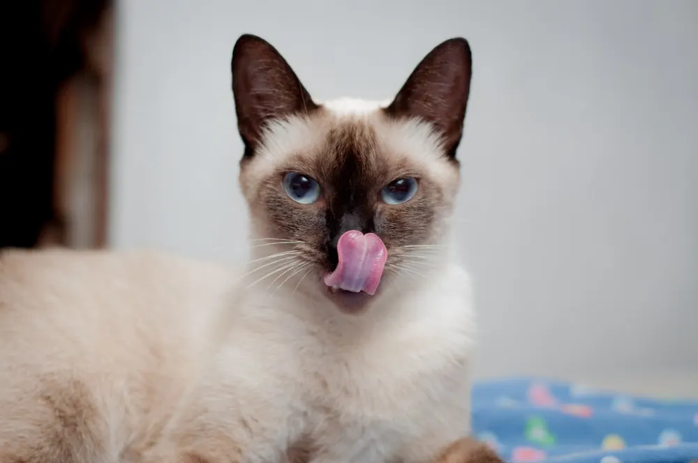 سیامی (Siamese)