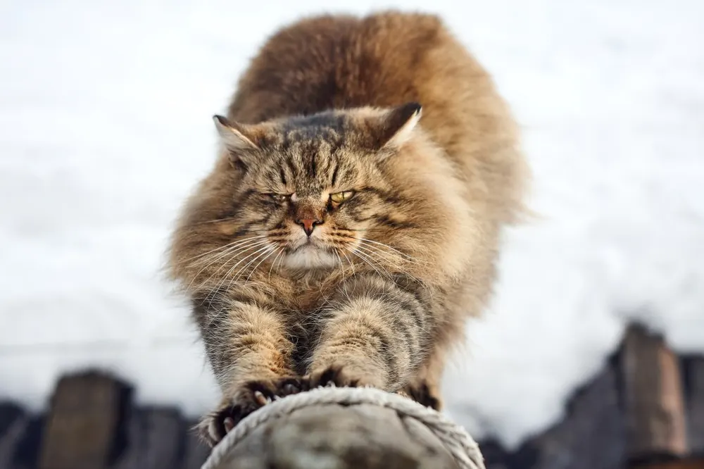 Siberian