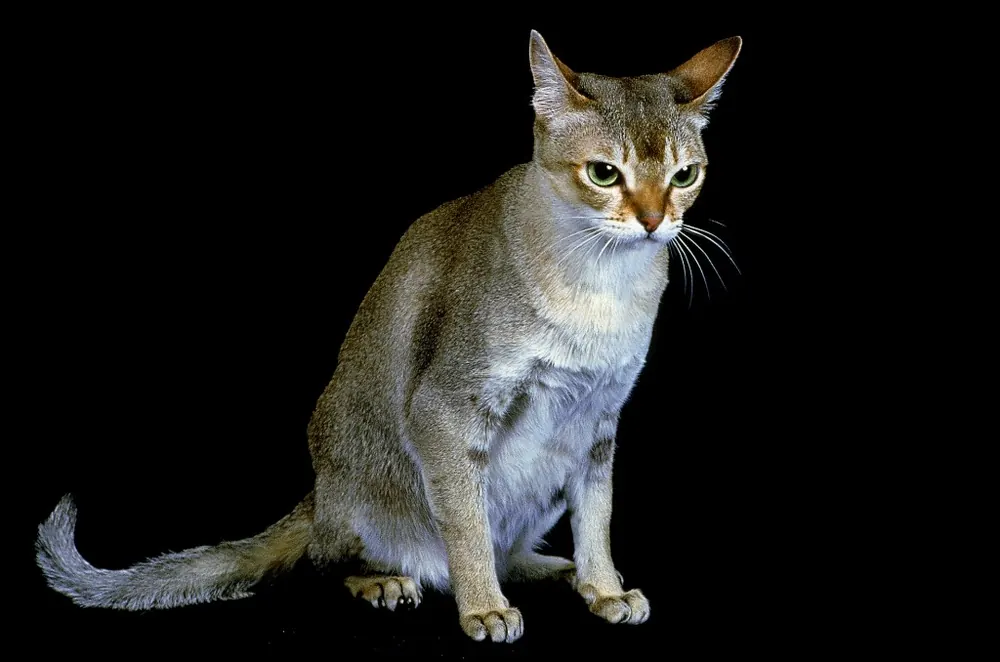 سینگاپورا (Singapura)