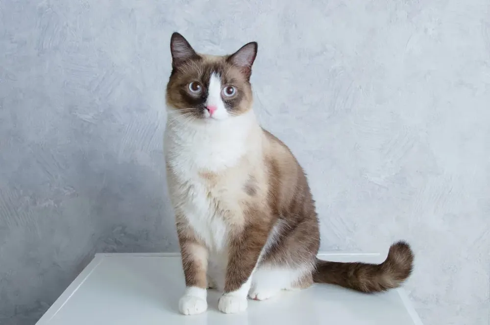 اسنوشو (Snowshoe)