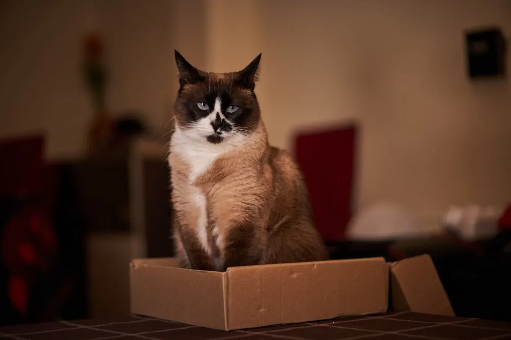 اسنوشو (Snowshoe)
