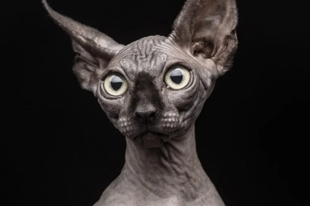 اسفینکس (Sphynx)