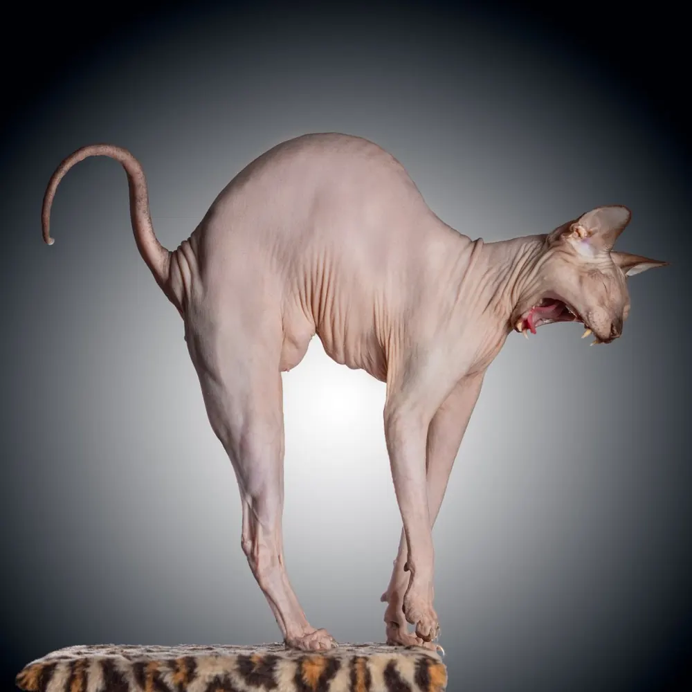 اسفینکس (Sphynx)