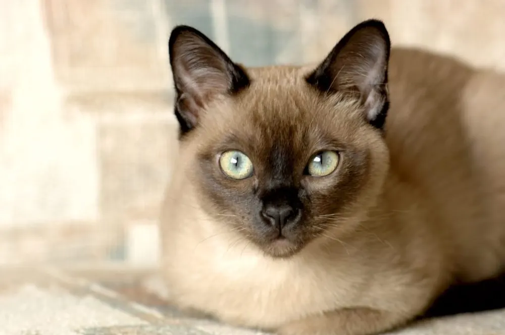 تونکینیز (Tonkinese)