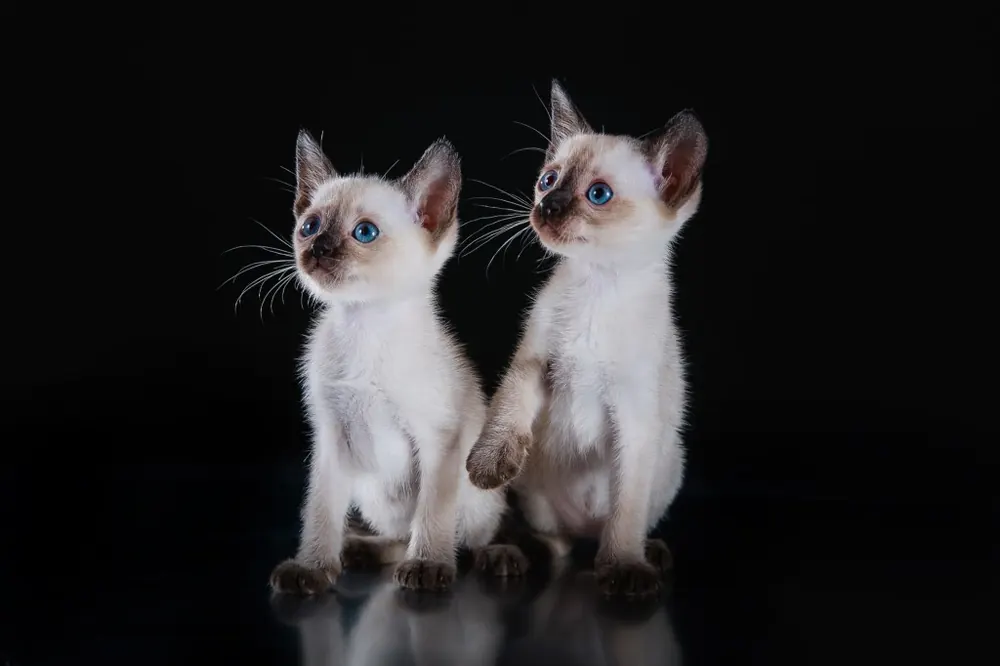 تونکینیز (Tonkinese)