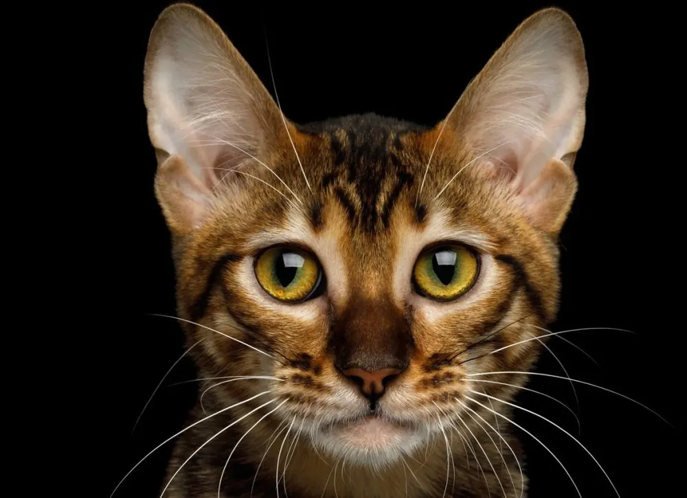 تویگر (Toyger)
