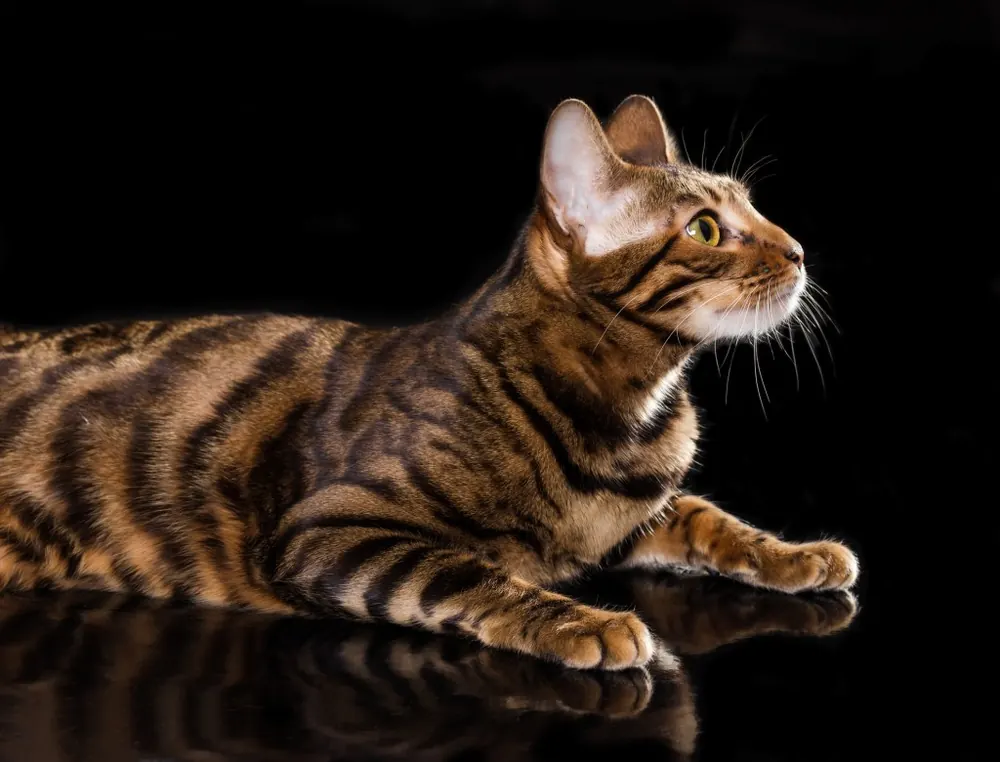 Toyger