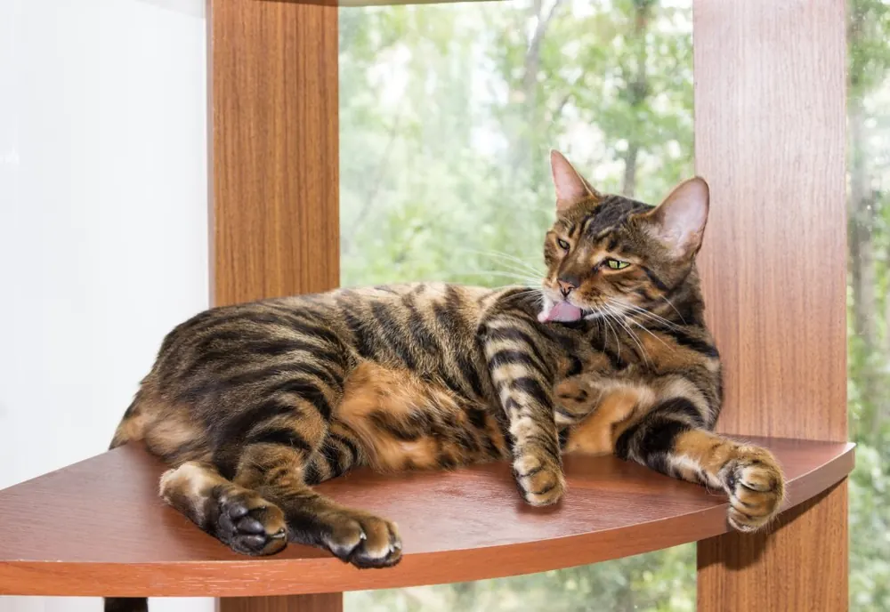 تویگر (Toyger)