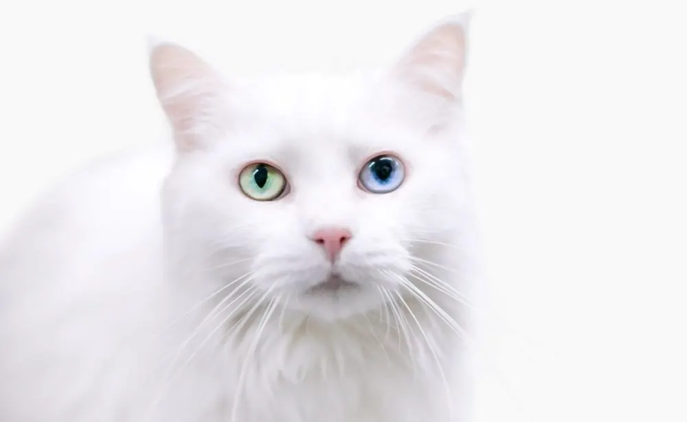 آنگورای ترکی (Turkish Angora)