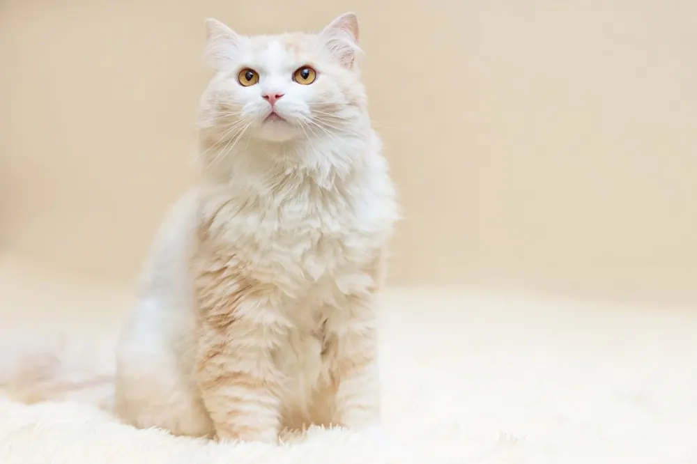 Turkish Angora