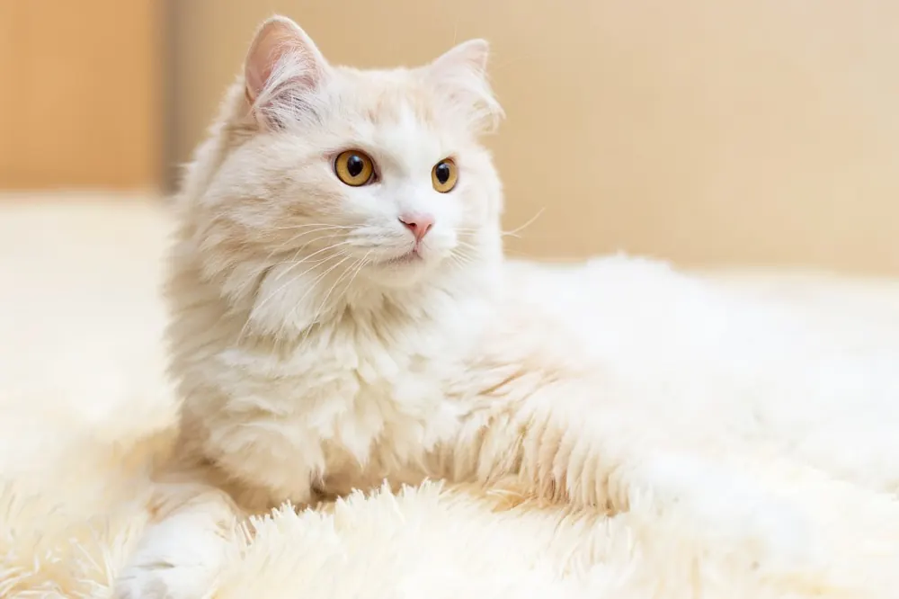 آنگورای ترکی (Turkish Angora)