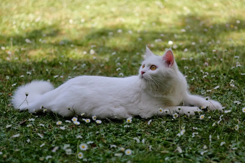 عکس آنگورای ترکی