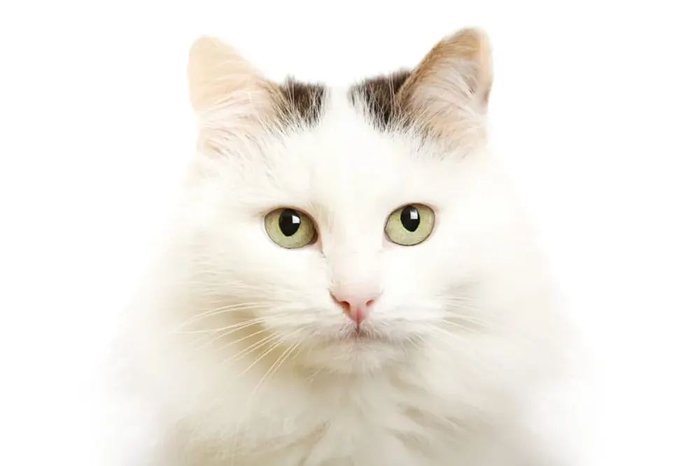 ون ترکی (Turkish Van)