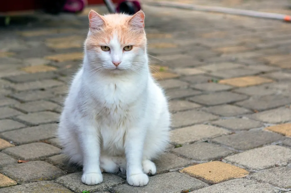 Turkish Van