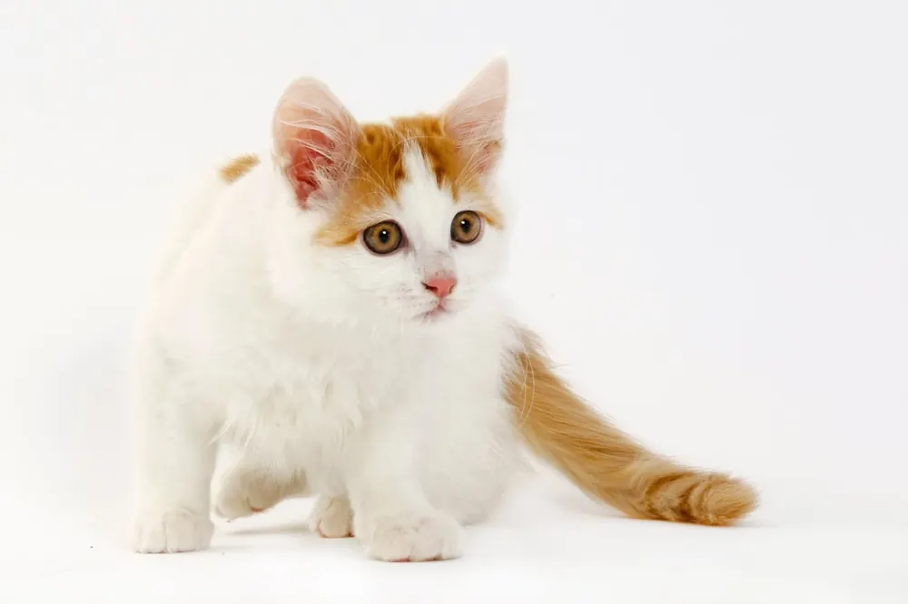 ون ترکی (Turkish Van)