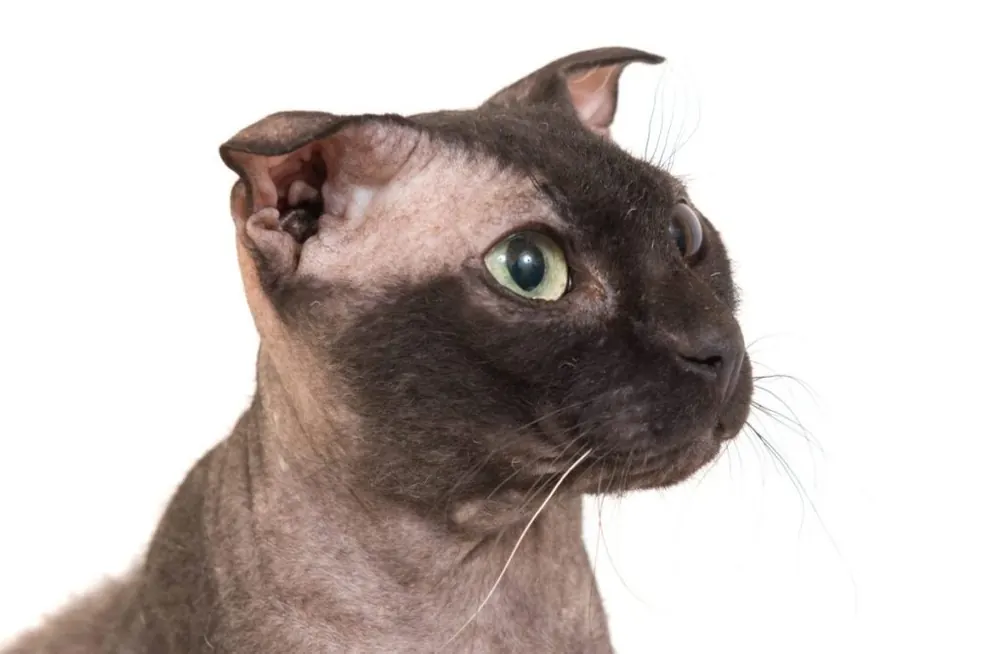 لِوکوی اوکراینی (Ukrainian Levkoy Cat)