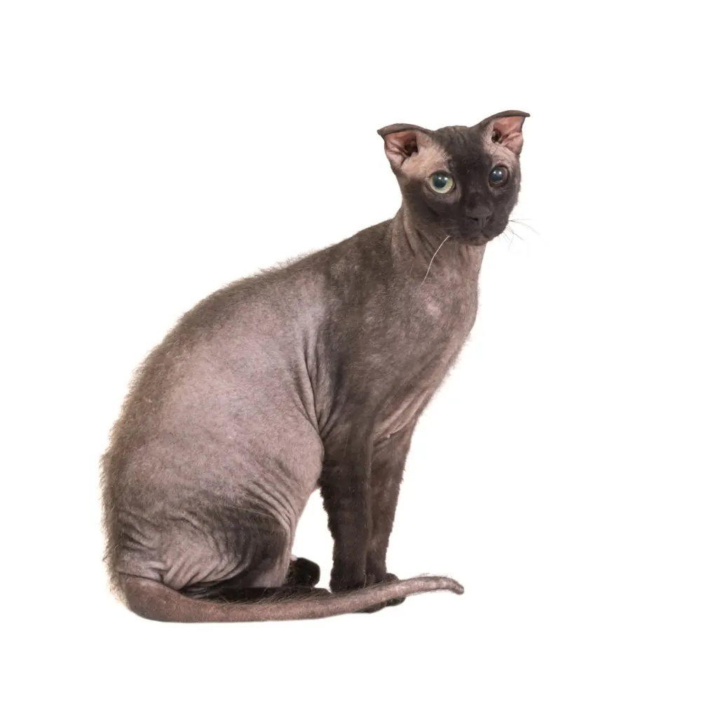 Ukrainian Levkoy Cat