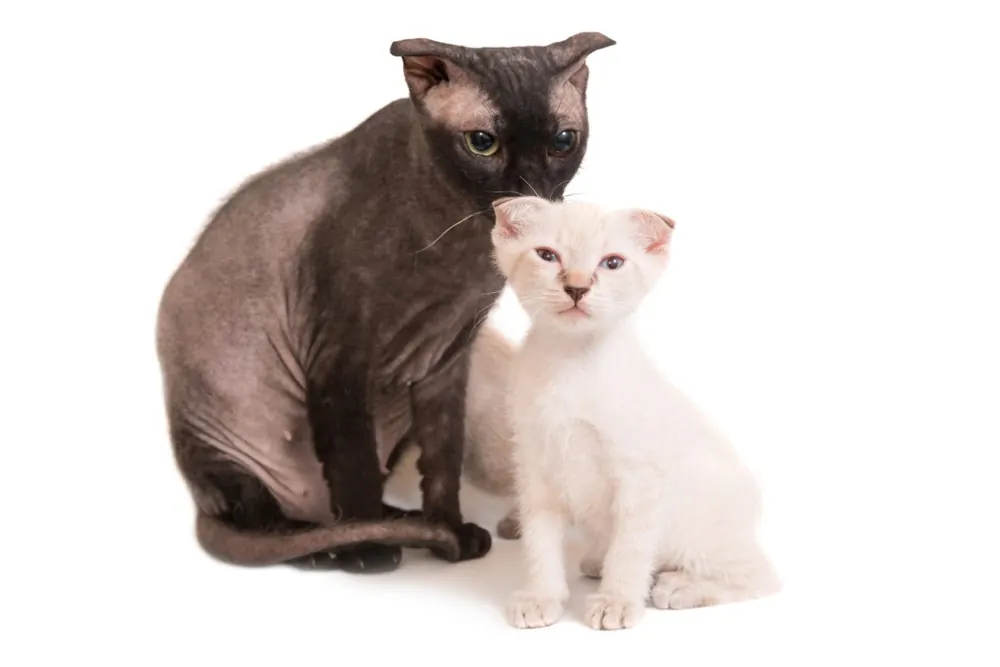 لِوکوی اوکراینی (Ukrainian Levkoy Cat)