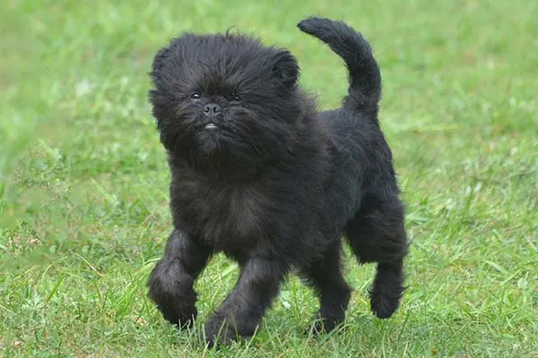 آفن‌پینچر (Affenpinscher)