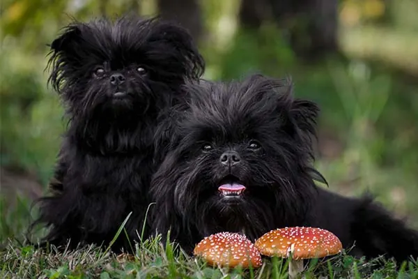 Affenpinscher