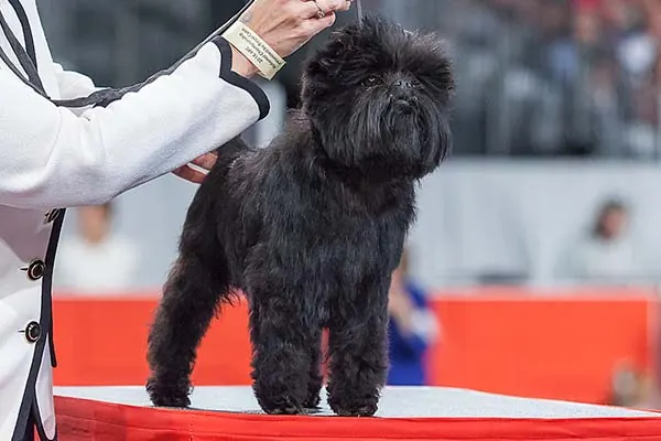 آفن‌پینچر (Affenpinscher)