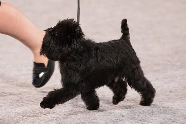 گالری تاریخچه آفن‌پینچر (Affenpinscher)