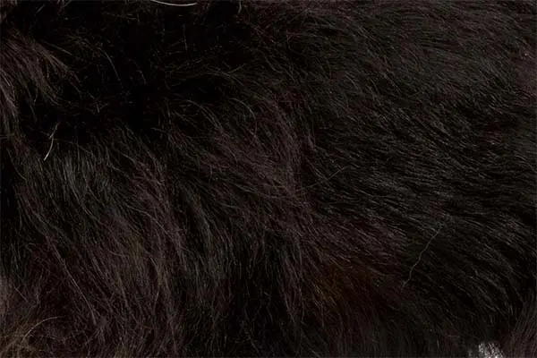 گالری تاریخچه آفن‌پینچر (Affenpinscher)