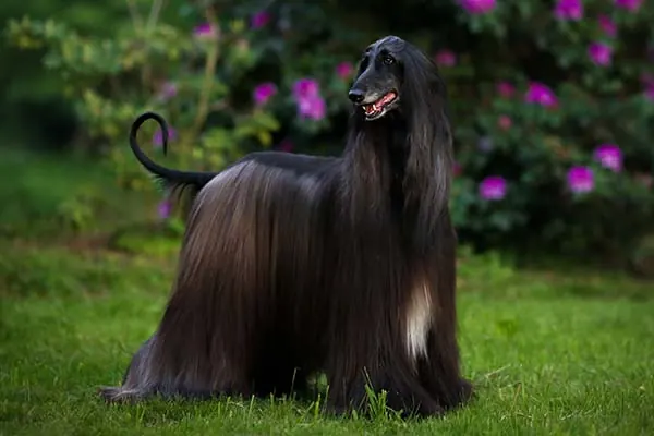 افغان هاند (Afghan Hound)