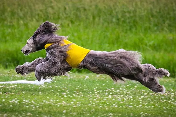 افغان هاند (Afghan Hound)