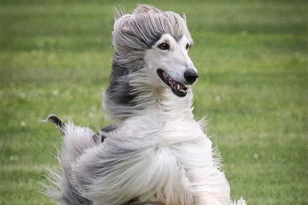 گالری تاریخچه افغان هاند (Afghan Hound)