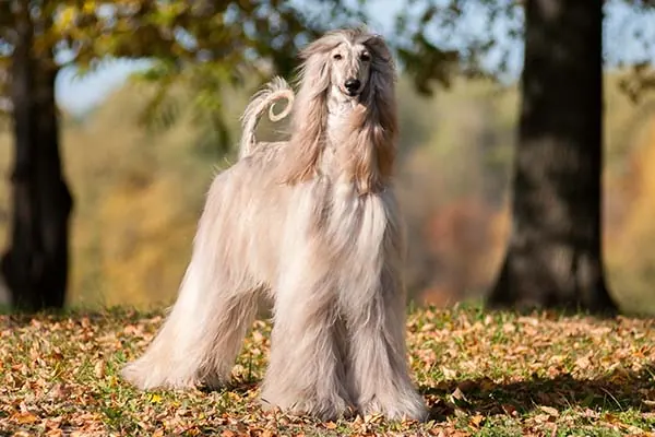 گالری تاریخچه افغان هاند (Afghan Hound)