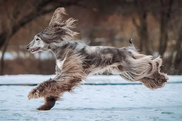 گالری تاریخچه افغان هاند (Afghan Hound)