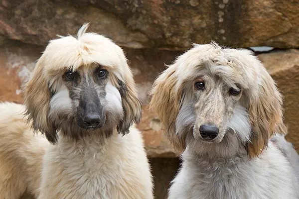 گالری تاریخچه افغان هاند (Afghan Hound)