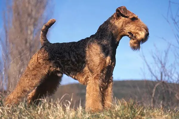 ایردیل تریر (Airedale Terrier)