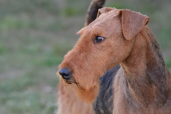 Airedale Terrier