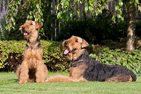 ایردیل تریر (Airedale Terrier)