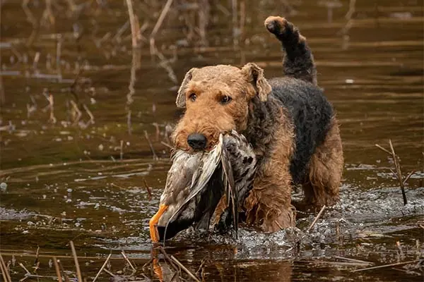 گالری تاریخچه ایردیل تریر (Airedale Terrier)