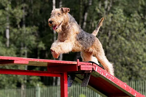 گالری تاریخچه ایردیل تریر (Airedale Terrier)