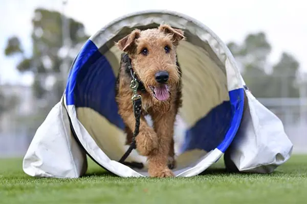 گالری تاریخچه ایردیل تریر (Airedale Terrier)
