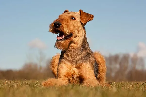 گالری تاریخچه ایردیل تریر (Airedale Terrier)