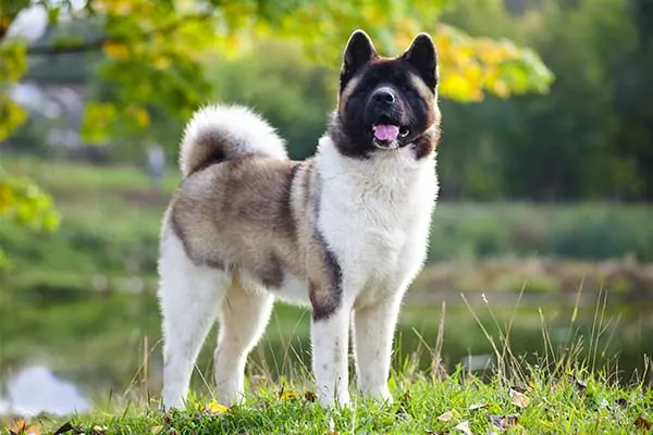 آکیتا (Akita)