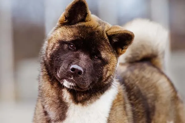 Akita
